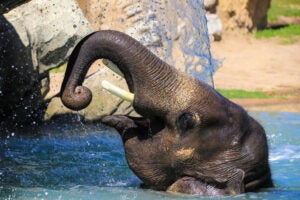 An Indian elephant cools off in a swimming pool at the Denver Zoo